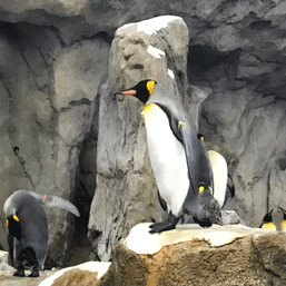 Penguins